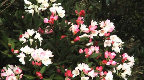 莽山杜鹃花