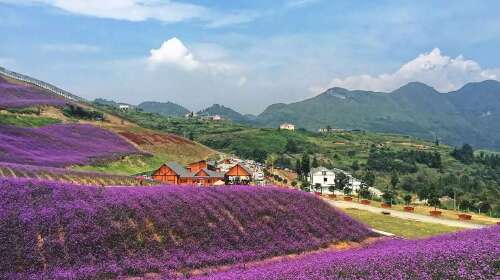  贵州黔北花海1日游>赏花正当时 黔北花海等你来