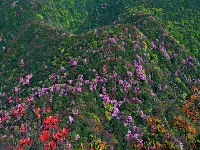  南川金佛山-金佛寺-天星小镇1日游>赏高山杜鹃花,含价值80元交通索道