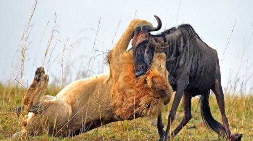 http:\/\/www.tuniu.com\/tour\/210163223