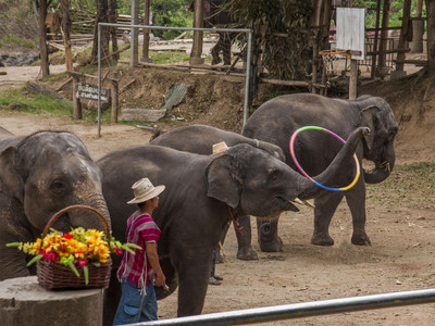 湄登大象公园