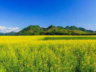 油菜花海