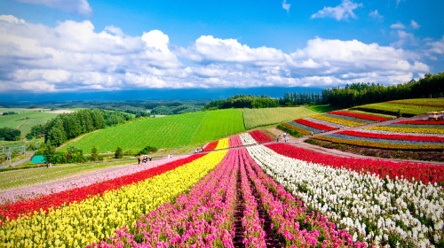  日本北海道-小樽-函馆-富良野6日游>西安直飞,亲子夏日,函馆夜景