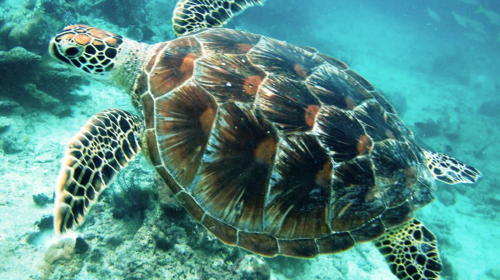 壁纸 海底 海底世界 海洋馆 水族馆 501_282