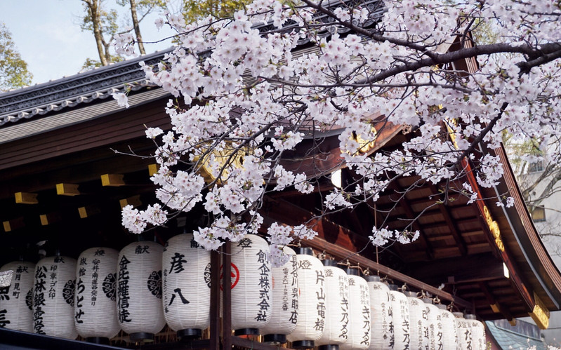 一期一会の樱花季の京都赏味旅拍