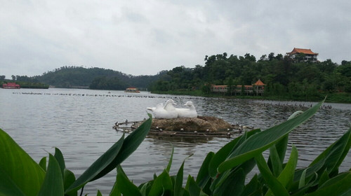 [端午] 阳东珍珠湾-开平赤坎古镇2日游>住洲际酒店集团旗下 华邑酒店