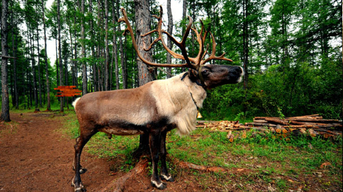<呼伦贝尔大草原-根河湿地-敖鲁古雅使鹿部落-黑山头古城-满洲里5日游