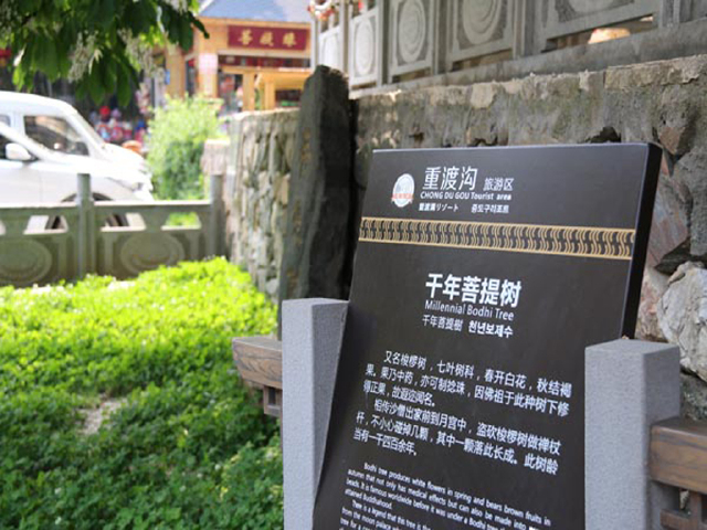 重渡沟千年菩提树