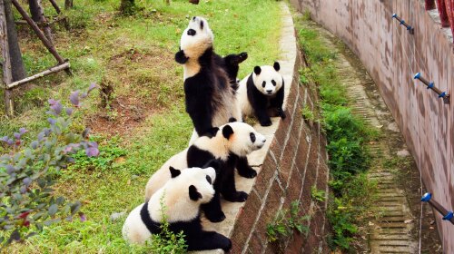 成都九寨沟-黄龙风景区-都江堰熊猫乐园6日游独家赠送卡瓦东赞