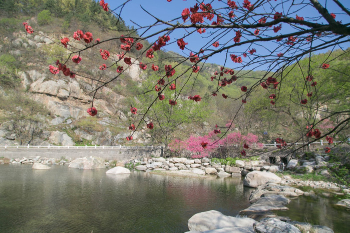 桃花峪秀美奇绝,上段名桃花源,下段称桃花峪,山上河谷遍布桃树,山路