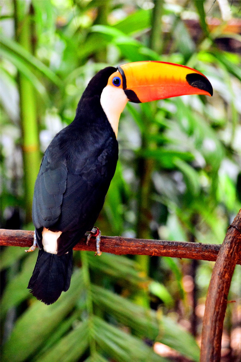 热带雨林中的鸟儿乐园(超过200张珍贵打鸟图)