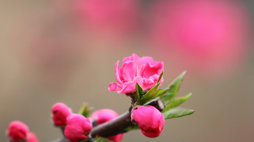 兴-吼山桃花-鲁迅故里一日游 暖暖的春风迎面吹