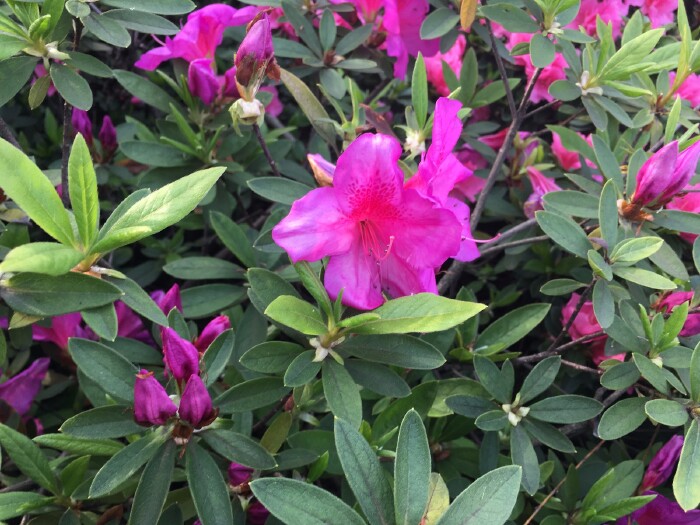 我不忍心踏入,怕折了杜鹃的花枝,怕断了杜鹃的花茎.