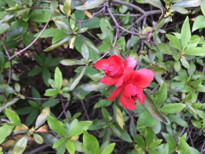 我不忍心踏入,怕折了杜鹃的花枝,怕断了杜鹃的花茎.
