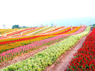  铜梁奇彩梦园花海-安居古镇1日游>春季踏青赏花