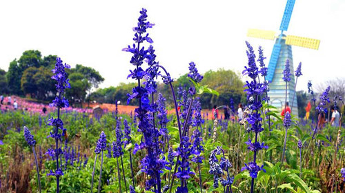  东莞梦幻百花洲-松山湖摄影1日游>踏春,赏花,出游,郊游