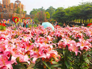  东莞梦幻百花洲-松山湖摄影1日游>踏春,赏花,出游,郊游