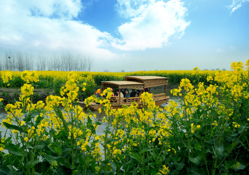  扬州瘦西湖-大明寺祈福-兴化千垛菜花2日游>宿泰州碧桂园酒店 门票全