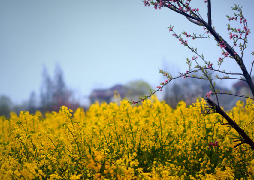  泰州兴化千垛菜花-夫子庙-中山陵2日游>宿鼎业开元酒店 门票全含 2人