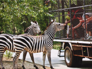 亲子踏青 [大兴区野生动物园+呀路古热带植物