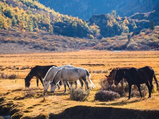西藏旅游報價_西藏旅游多少錢_西藏游組團