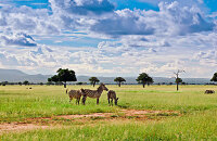 驾车游览非洲野生动物园