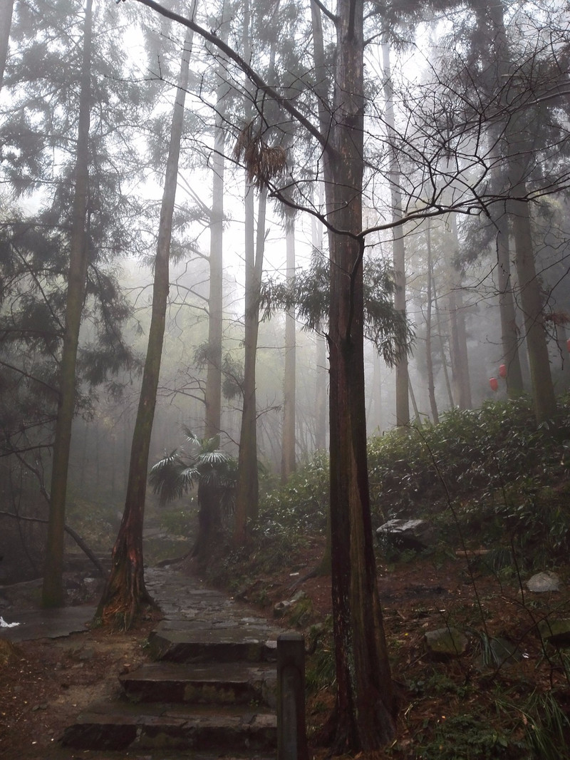 雨中树