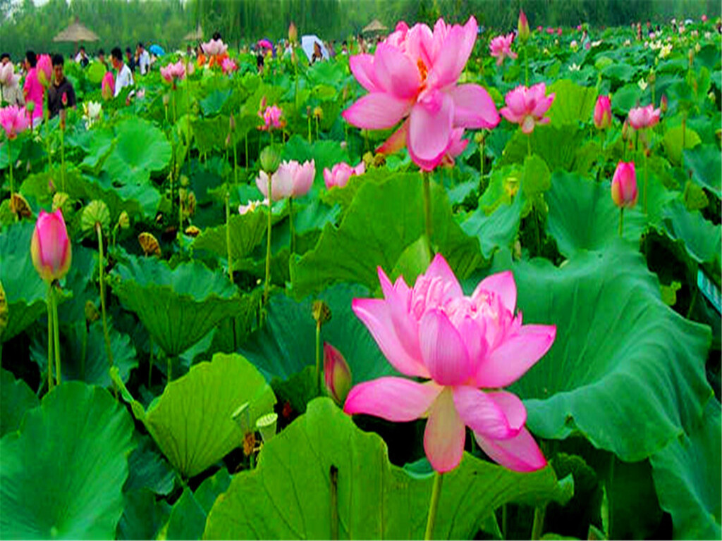  河北白洋淀荷花大观园1日游>水上明珠,泛舟荷花丛,轻松不累一日游