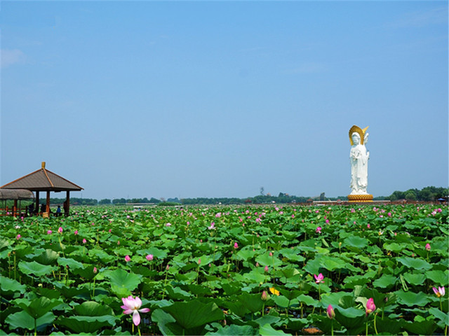  河北白洋淀荷花大观园1日游>泛舟荷花丛,双集合地点