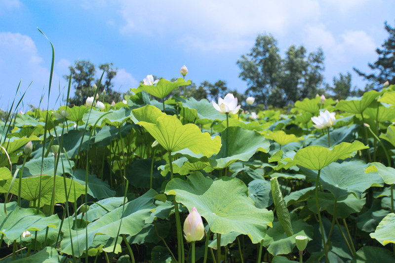 蒙山高,沂水长,沂蒙山区好地方