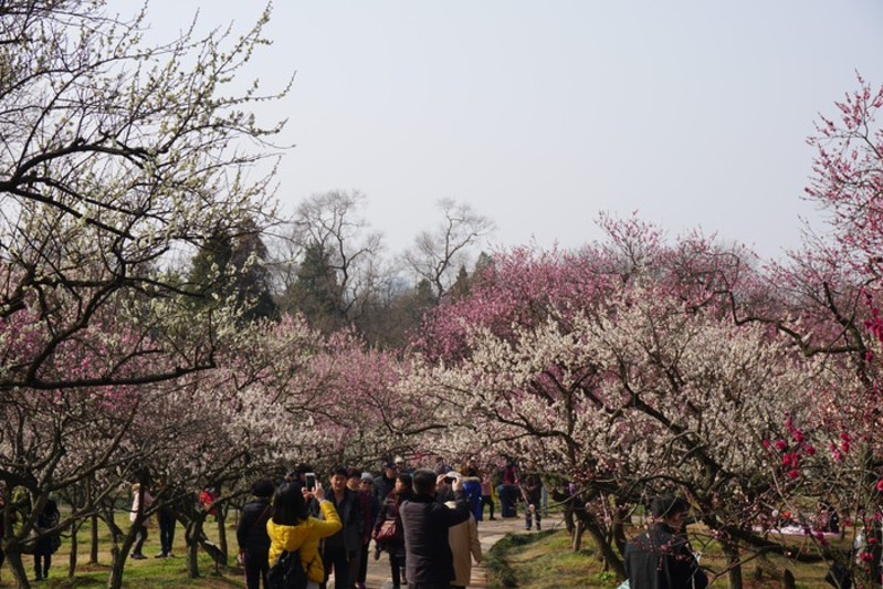 1天南京梅花山赏梅玩法