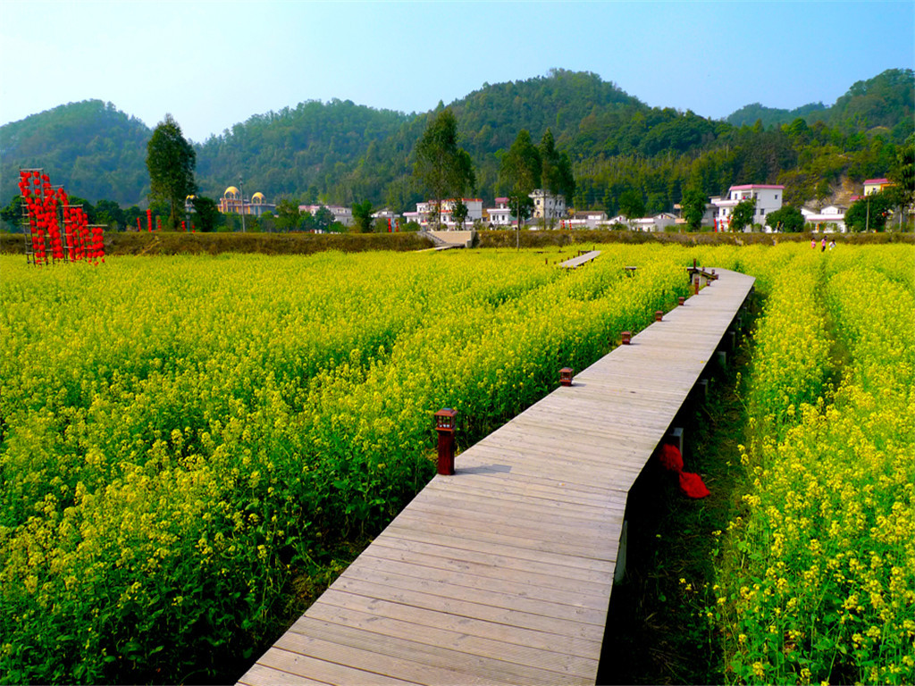  花都红山村油菜花-泰国小镇1日游>初春无处不花香