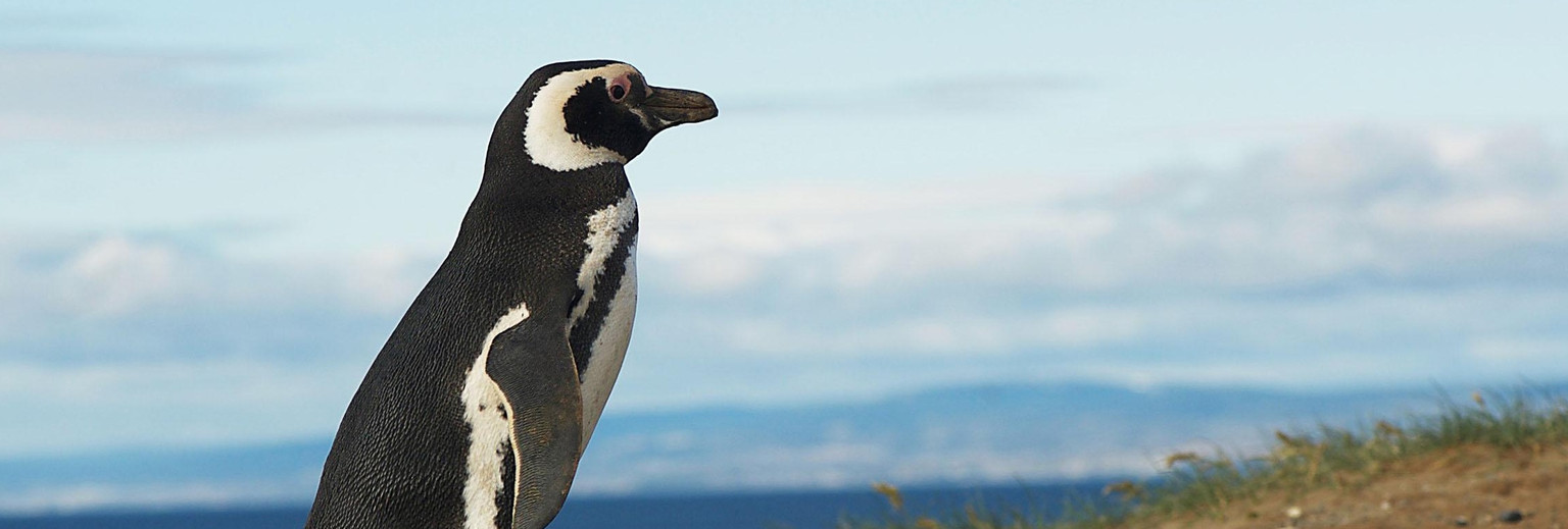 菲力普企鹅自然保护区