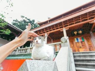廈門鼓浪嶼旅游團(tuán)報(bào)價(jià)自由行_廈門鼓浪嶼旅游需要多少錢_特價(jià)廈門鼓浪嶼游