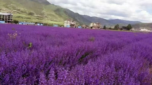 川主寺薰衣草基地