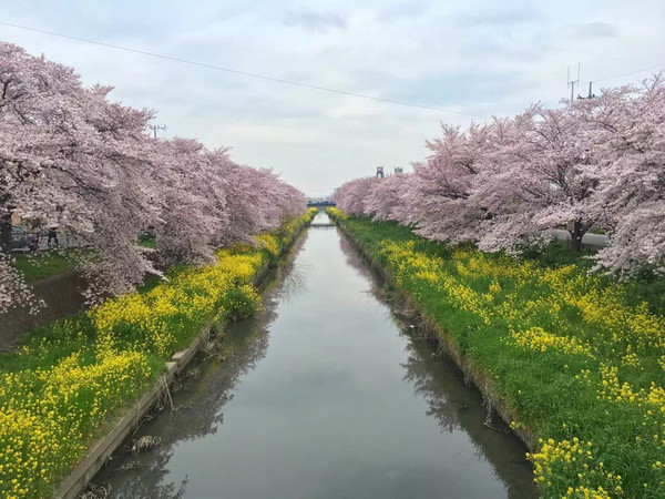 日本哪里看樱花比较好_日本看樱花的时节_日