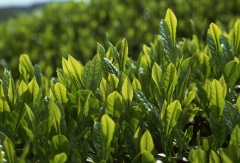 牧之原茶农协制茶工场 景点模块