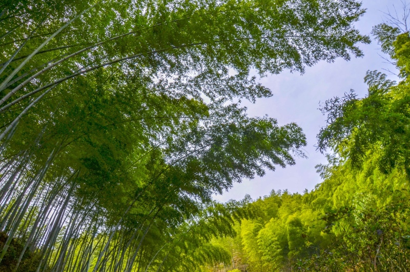 从云雾仙境到金色皖南_黄山北海景区游记_途牛