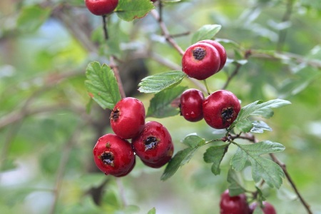 food_picture
