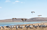 去湿地看群鸟迁徙