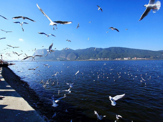 赴香格里拉旅游价格_香格里拉旅游线路_过年去香格里拉跟团