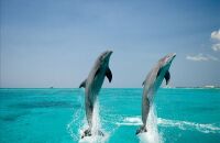 去海豚港看海豚表演