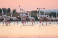 去本达拉国家公园观鸟