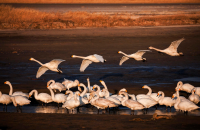 去洪泽湖湿地看鸟