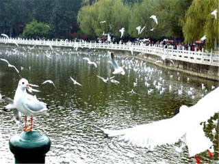 去云南麗江靠譜的旅行團(tuán)_去云南麗江旅游要帶多少錢_云南麗江游花多少錢