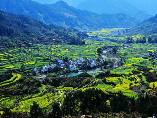 江西婺源旅游跟團(tuán)多少錢_江西婺源游特價團(tuán)_江西婺源游 旅行團(tuán)