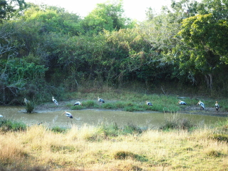 斯里蘭卡游報(bào)價(jià)_去斯里蘭卡靠譜的旅行團(tuán)_斯里蘭卡跟團(tuán)游與自由行
