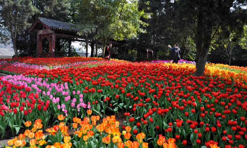 新津花舞人间景区