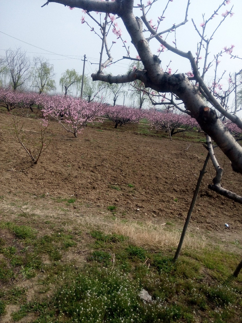 美哉走进临泉县桃花节