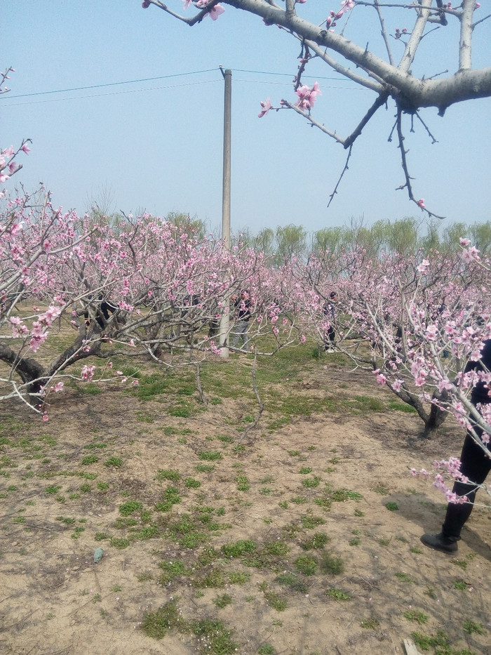 美哉!走进临泉县桃花节